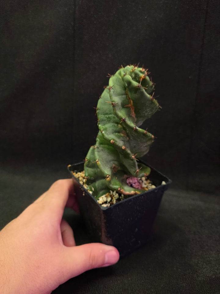 Spiral Cactus #08