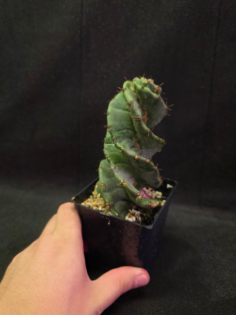 Spiral Cactus #08