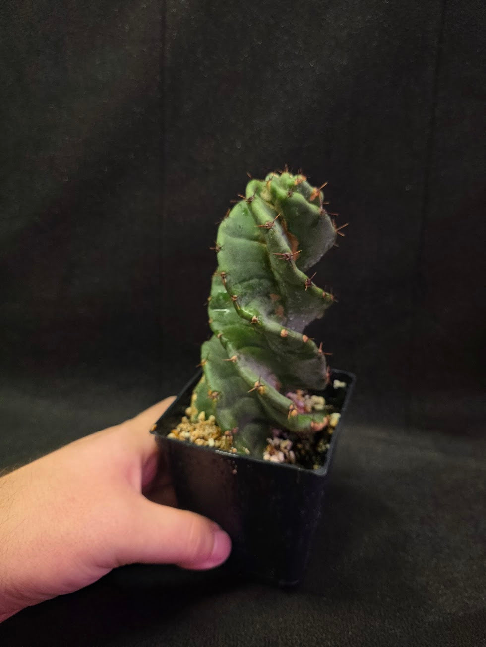 Spiral Cactus #08