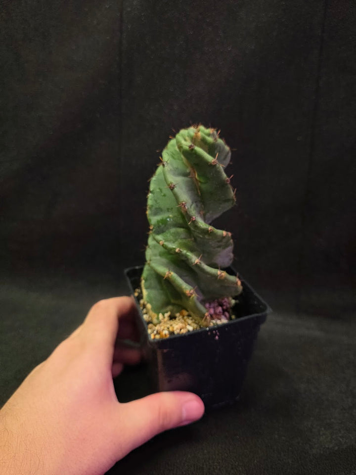 Spiral Cactus #08