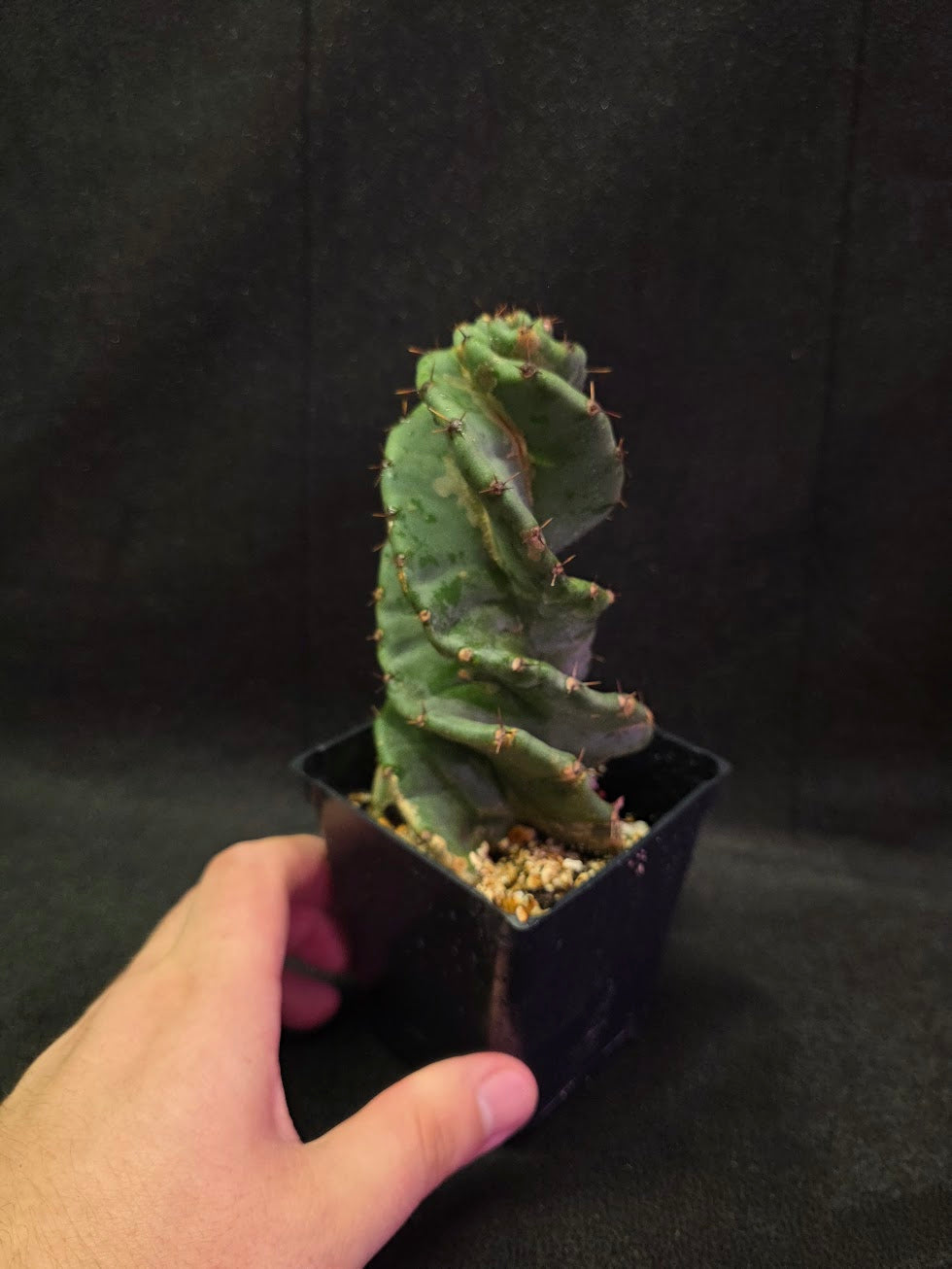 Spiral Cactus #08