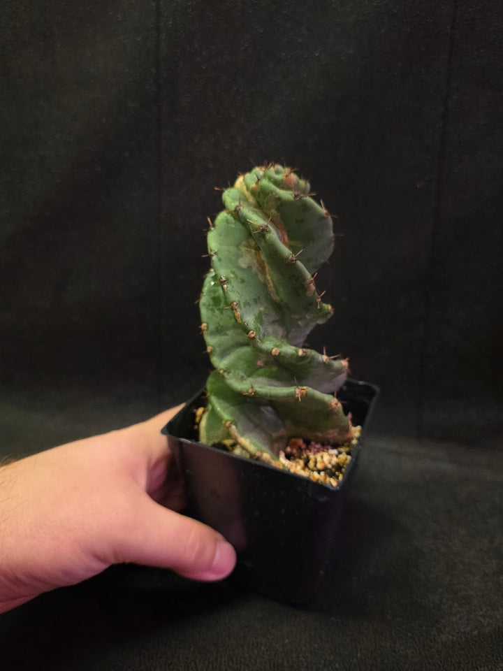 Spiral Cactus #08