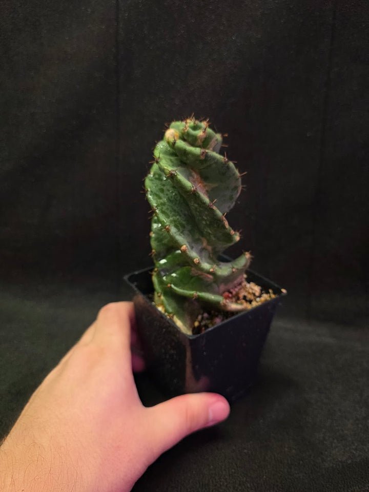 Spiral Cactus #08