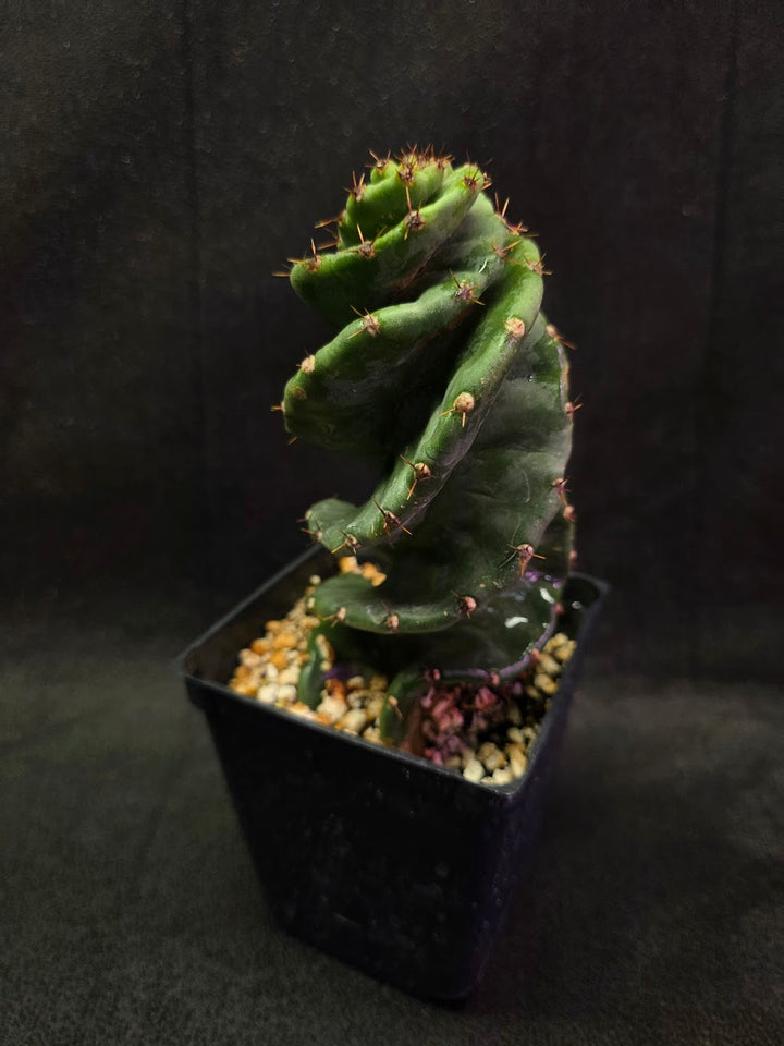 Spiral Cactus #09