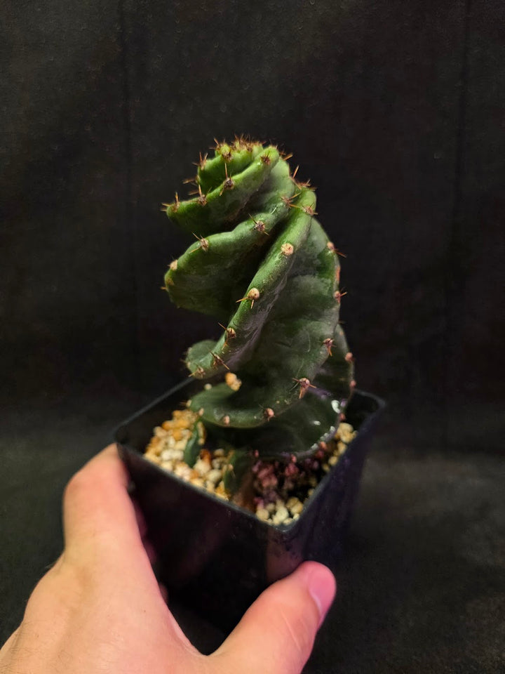 Spiral Cactus #09
