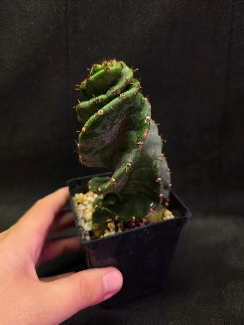 Spiral Cactus #09