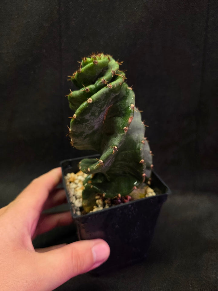Spiral Cactus #09