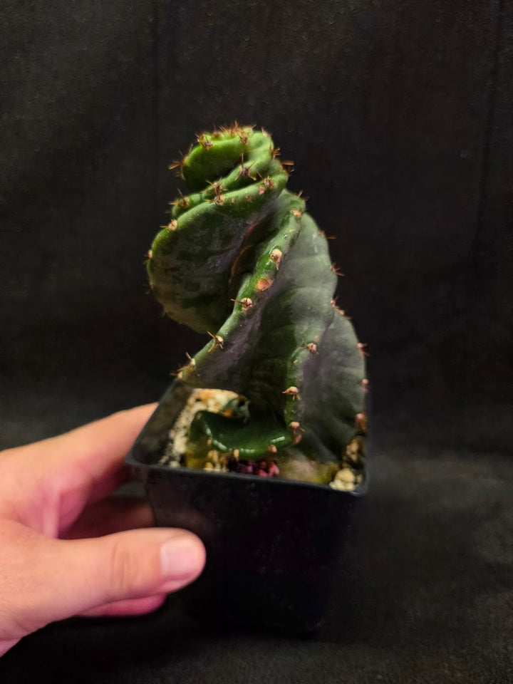 Spiral Cactus #09