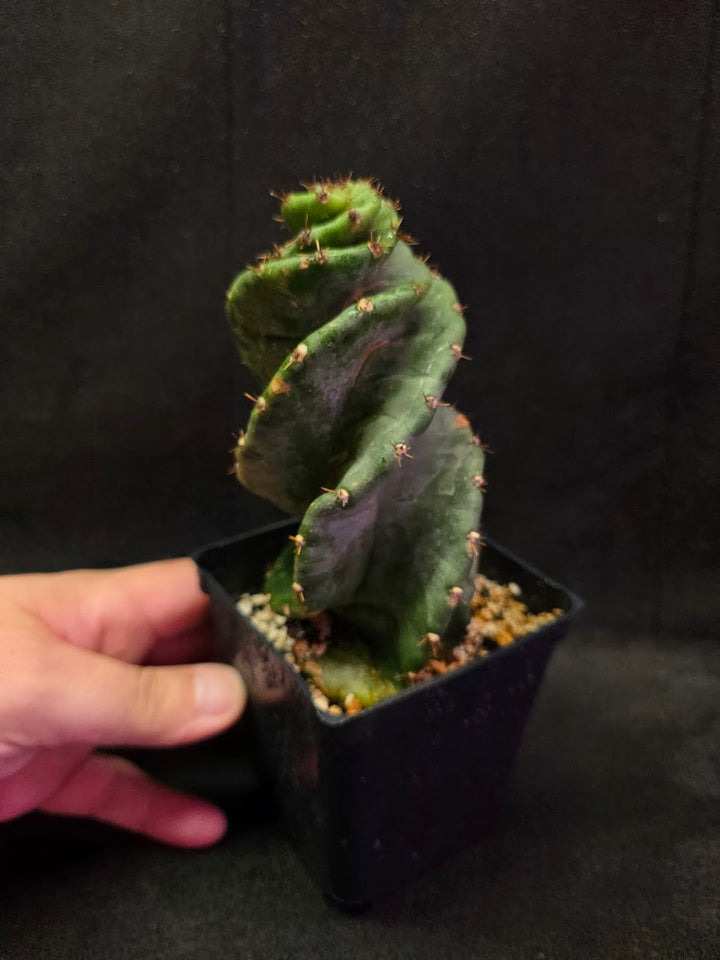 Spiral Cactus #09