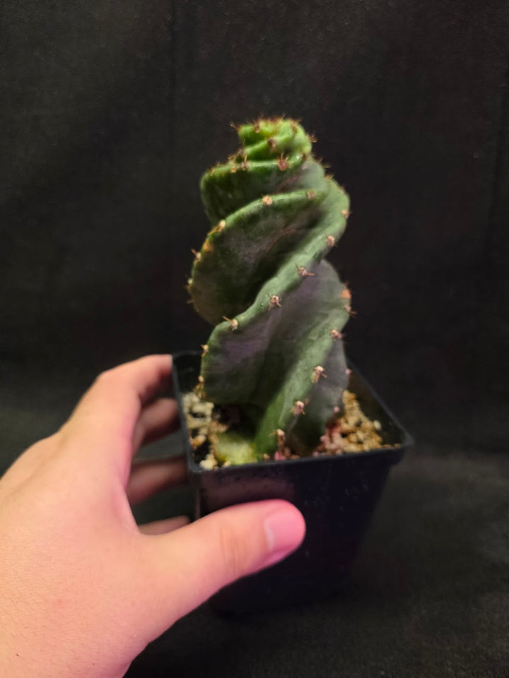 Spiral Cactus #09