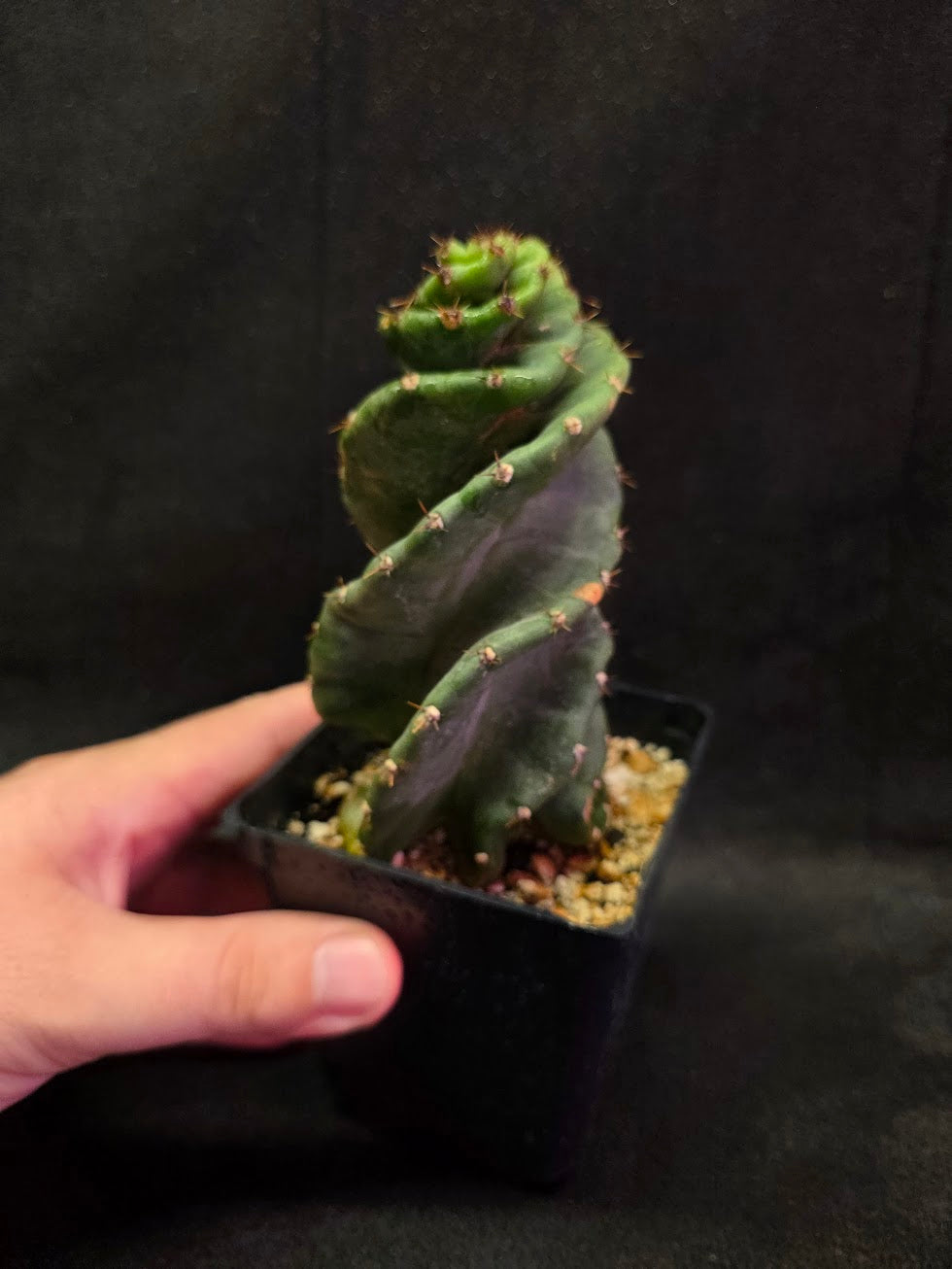 Spiral Cactus #09