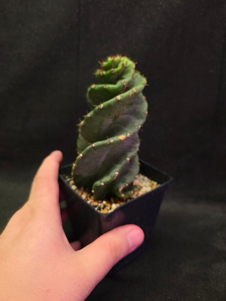 Spiral Cactus #09