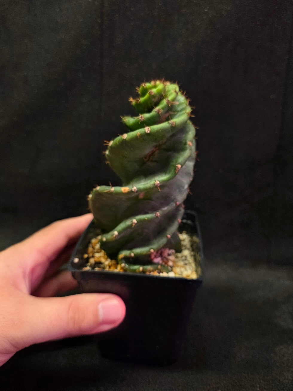 Spiral Cactus #09