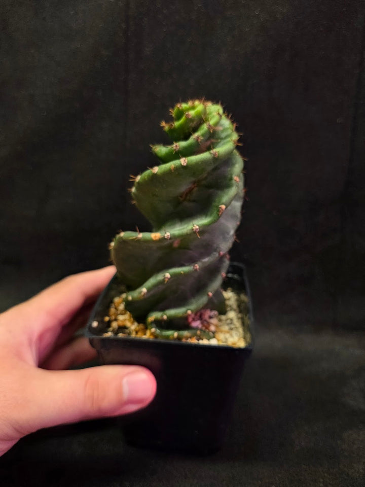 Spiral Cactus #09