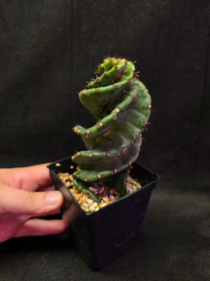 Spiral Cactus #09