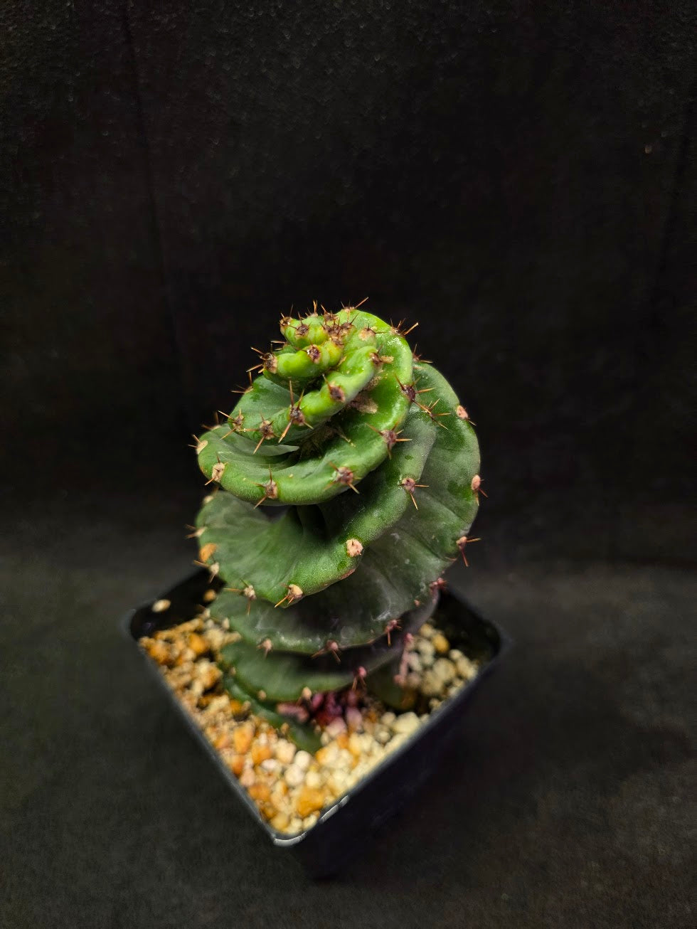 Spiral Cactus #09