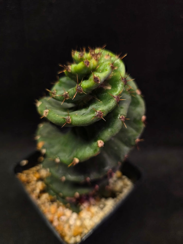 Spiral Cactus #09