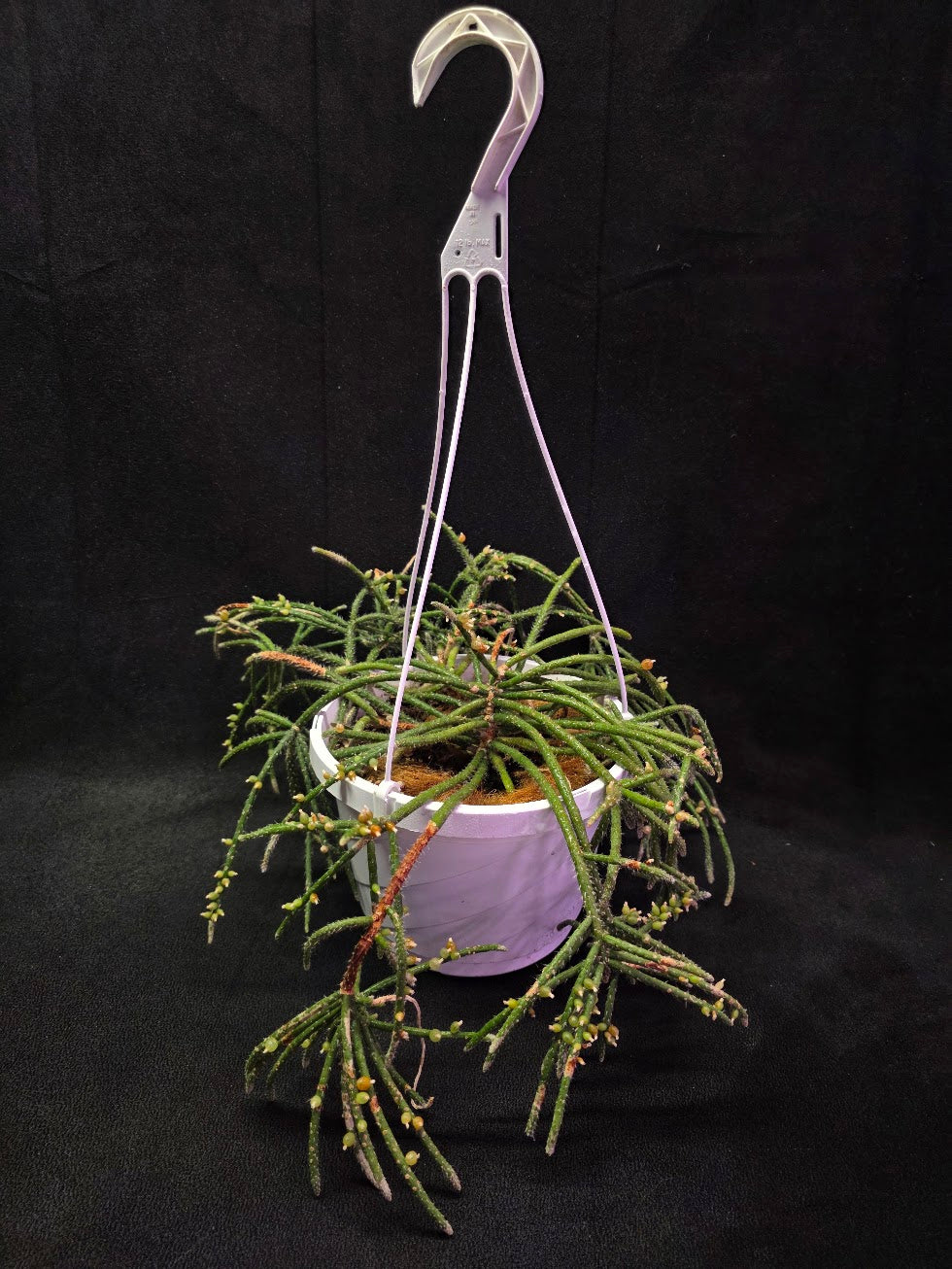Mouse Tail Cactus #01