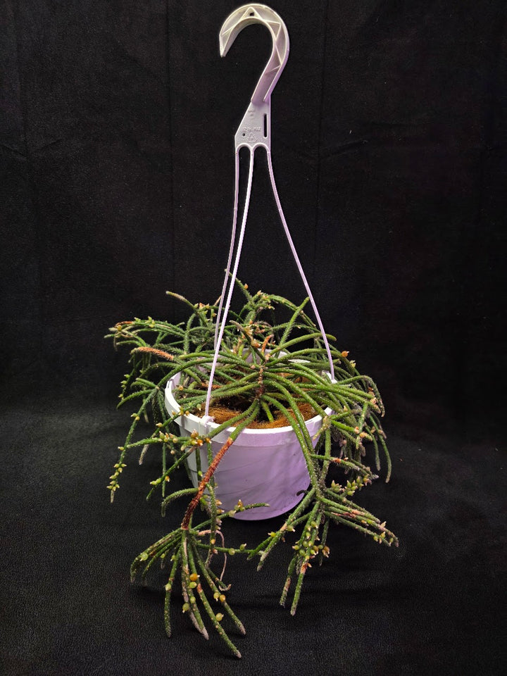 Mouse Tail Cactus #01