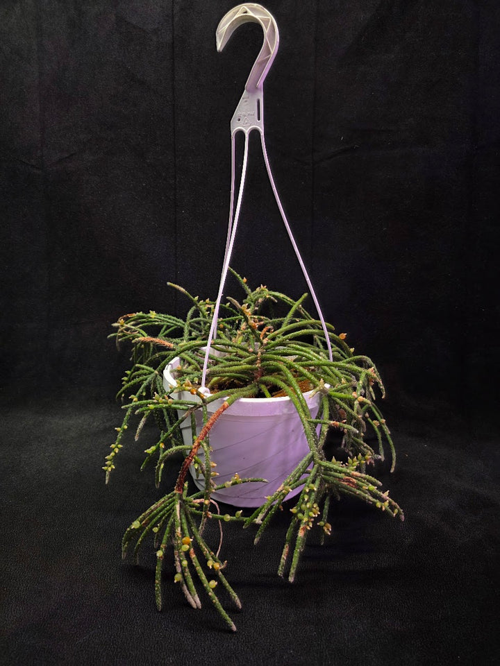 Mouse Tail Cactus #01