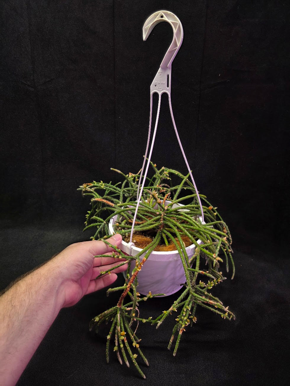 Mouse Tail Cactus #01