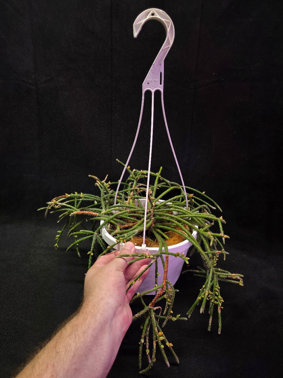 Mouse Tail Cactus #01