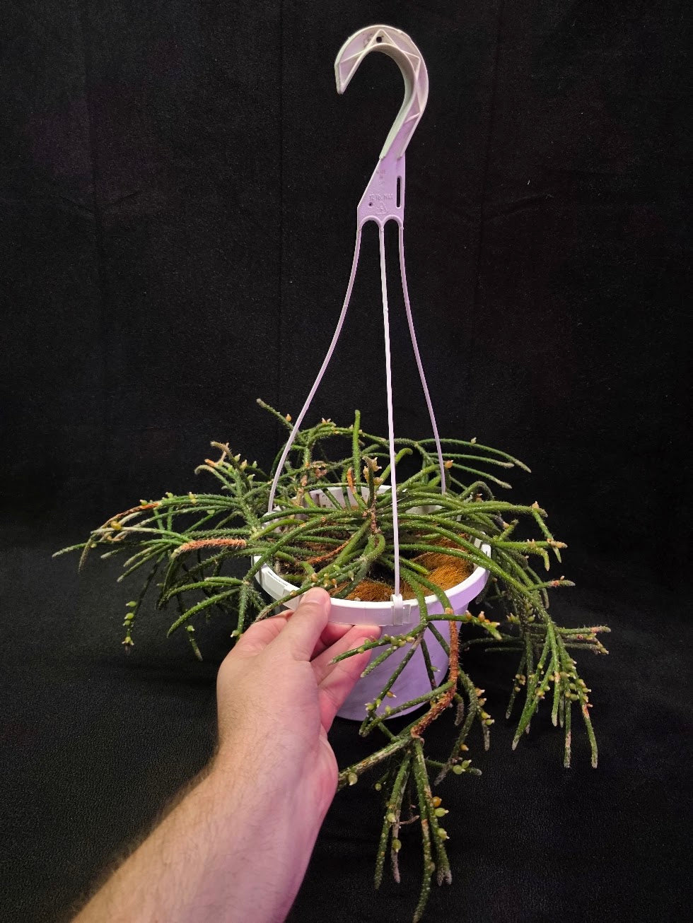 Mouse Tail Cactus #01