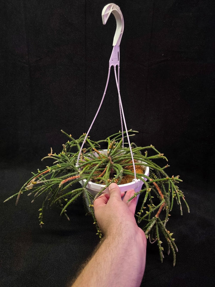 Mouse Tail Cactus #01
