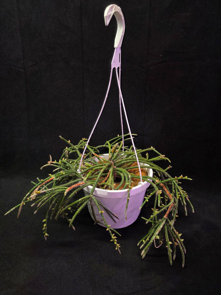 Mouse Tail Cactus #01