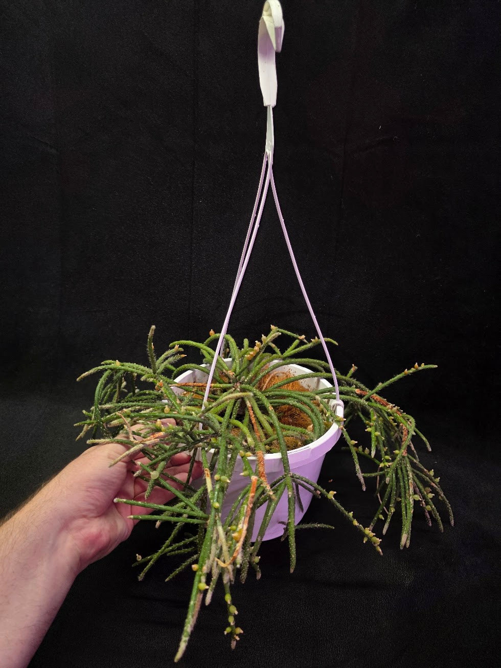 Mouse Tail Cactus #01