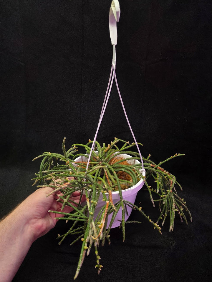 Mouse Tail Cactus #01