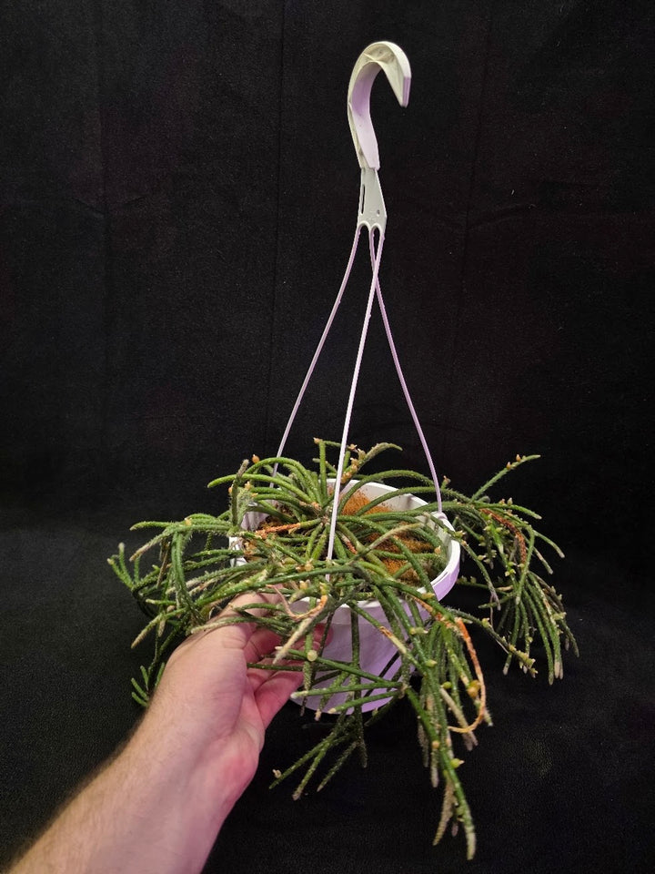 Mouse Tail Cactus #01