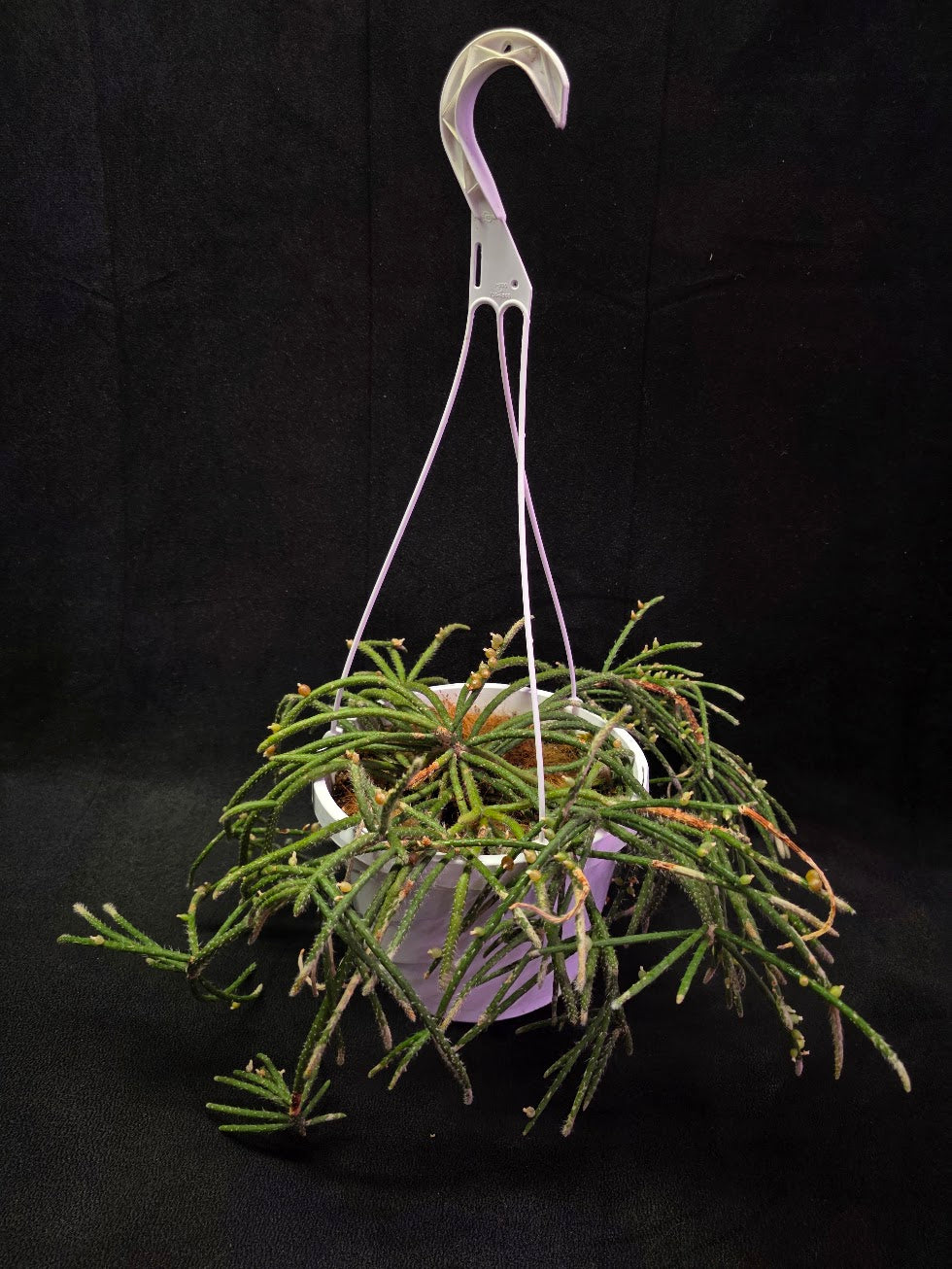 Mouse Tail Cactus #01