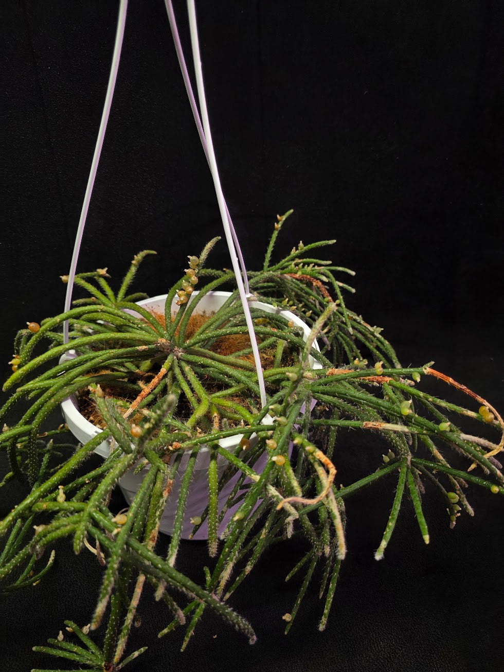 Mouse Tail Cactus #01
