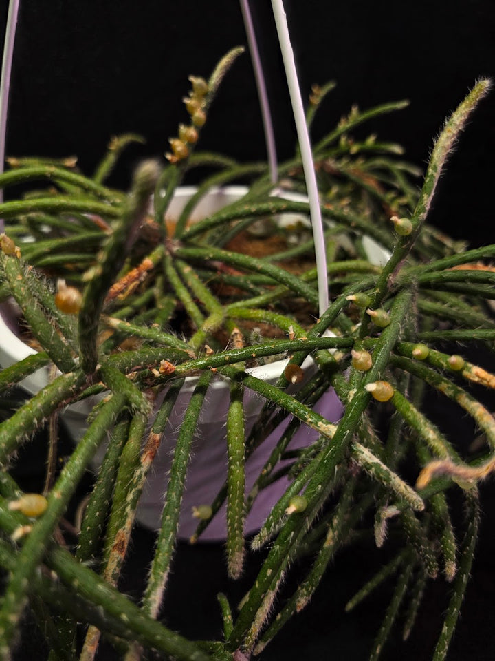 Mouse Tail Cactus #01