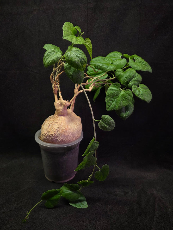 Pyrenacantha Malvifolia #01
