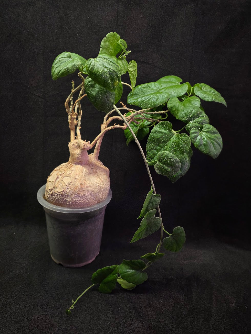 Pyrenacantha Malvifolia #01