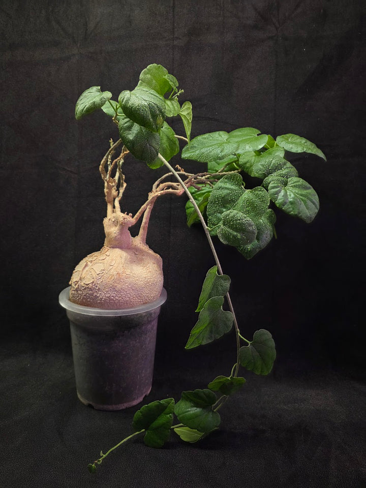 Pyrenacantha Malvifolia #01