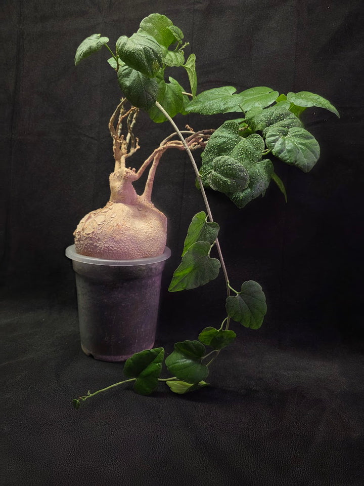 Pyrenacantha Malvifolia #01