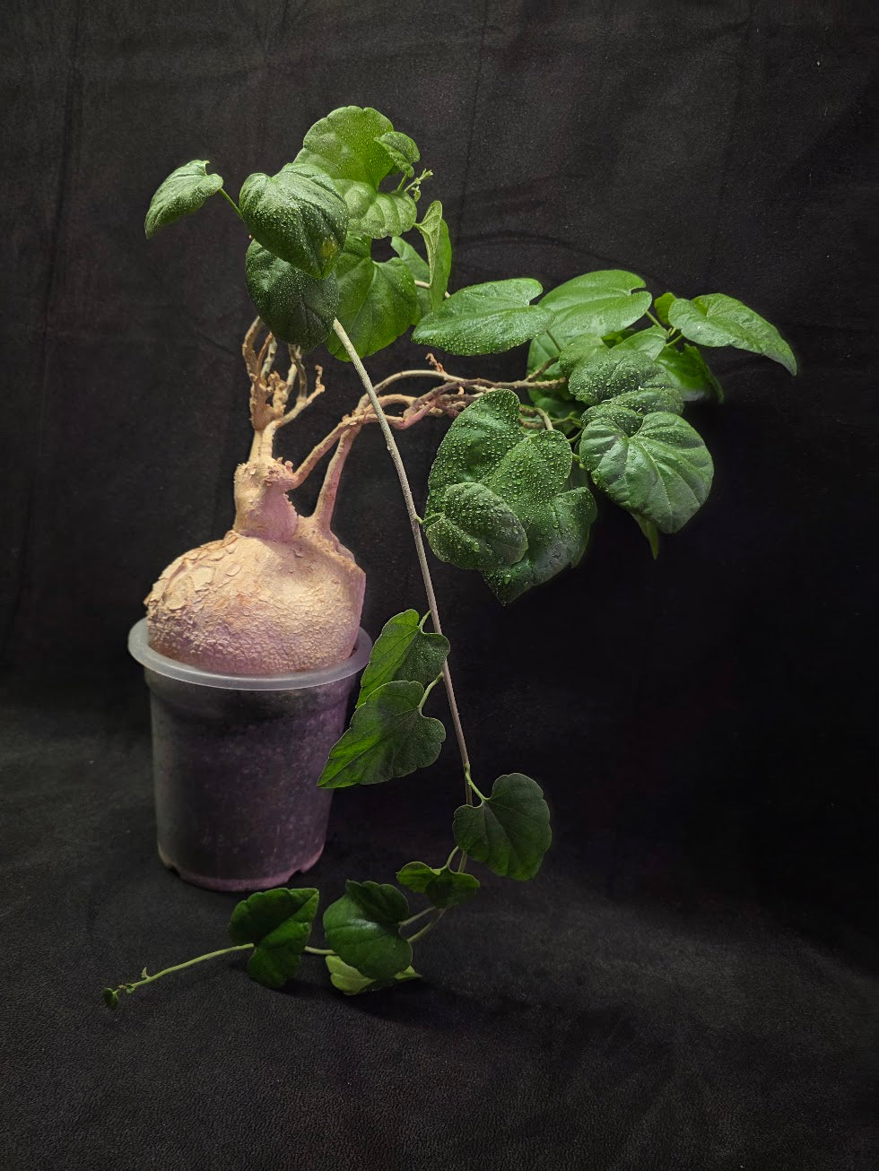 Pyrenacantha Malvifolia #01