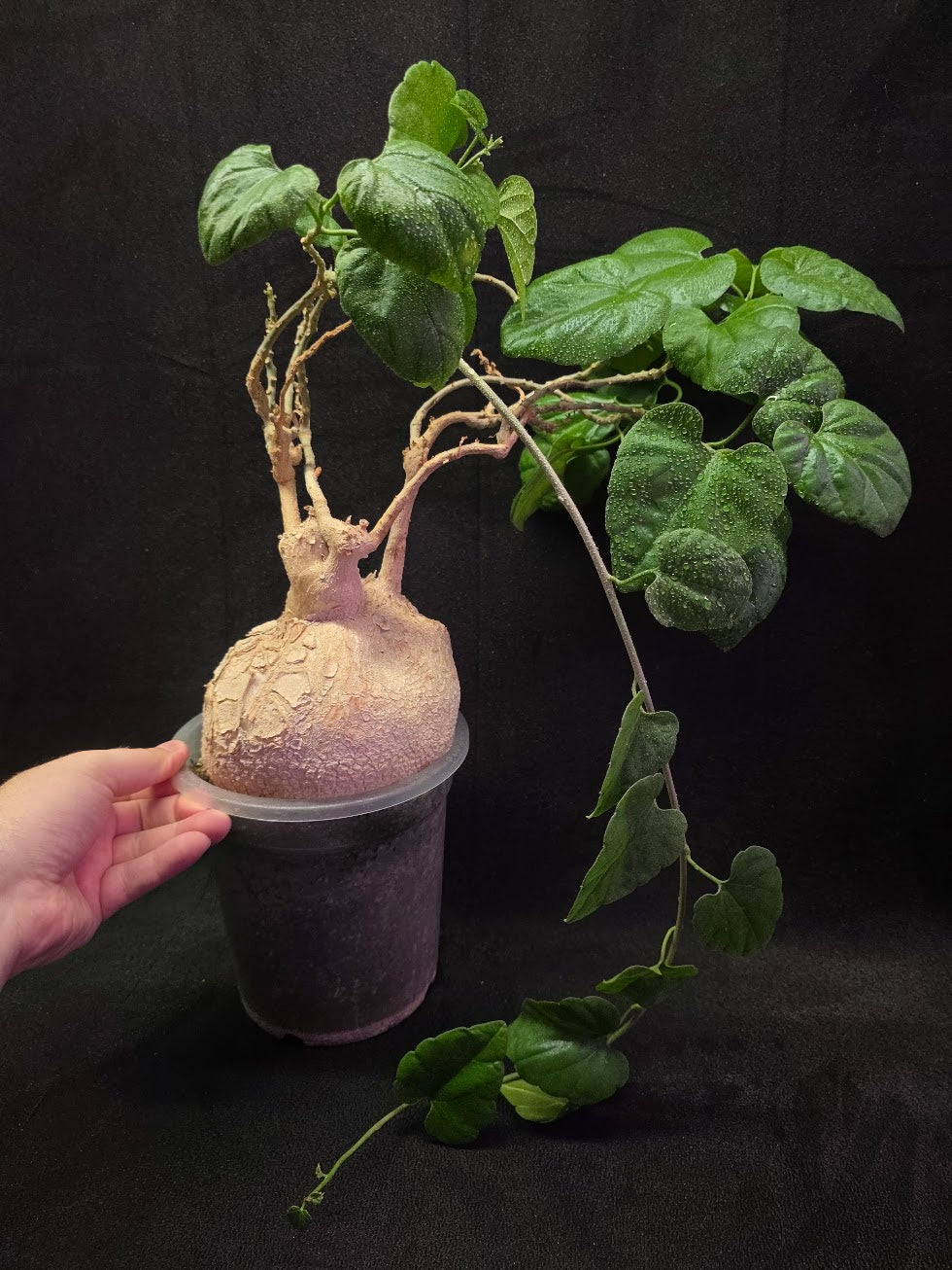 Pyrenacantha Malvifolia #01