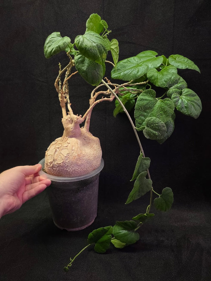 Pyrenacantha Malvifolia #01