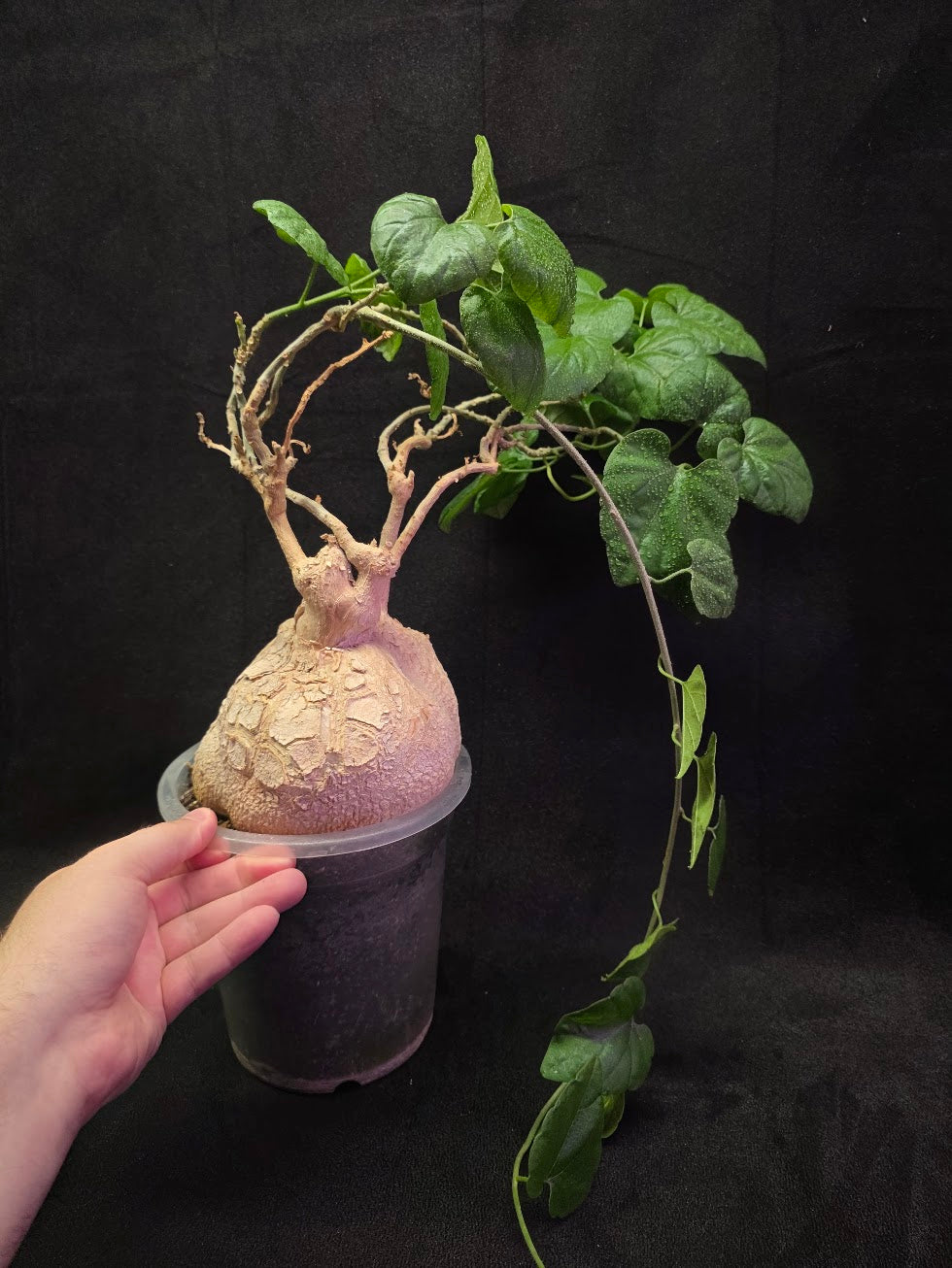 Pyrenacantha Malvifolia #01