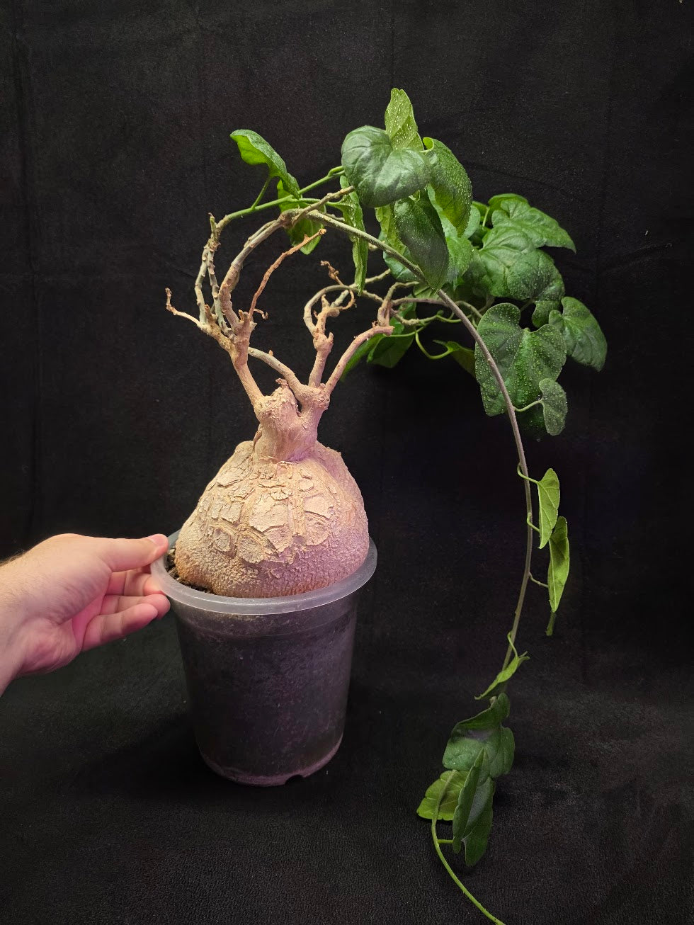 Pyrenacantha Malvifolia #01