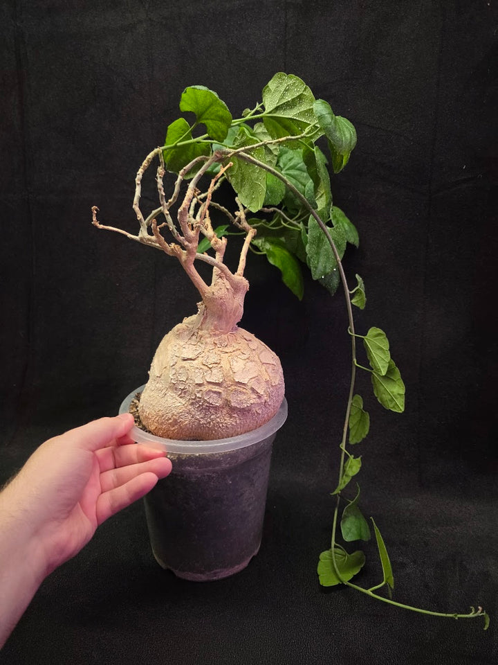 Pyrenacantha Malvifolia #01