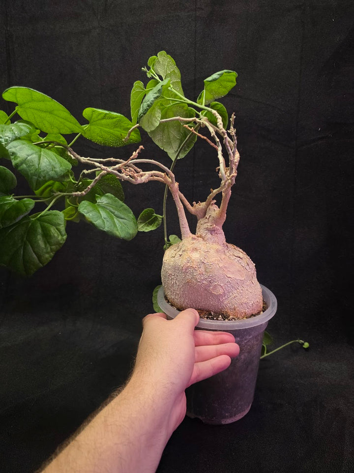 Pyrenacantha Malvifolia #01