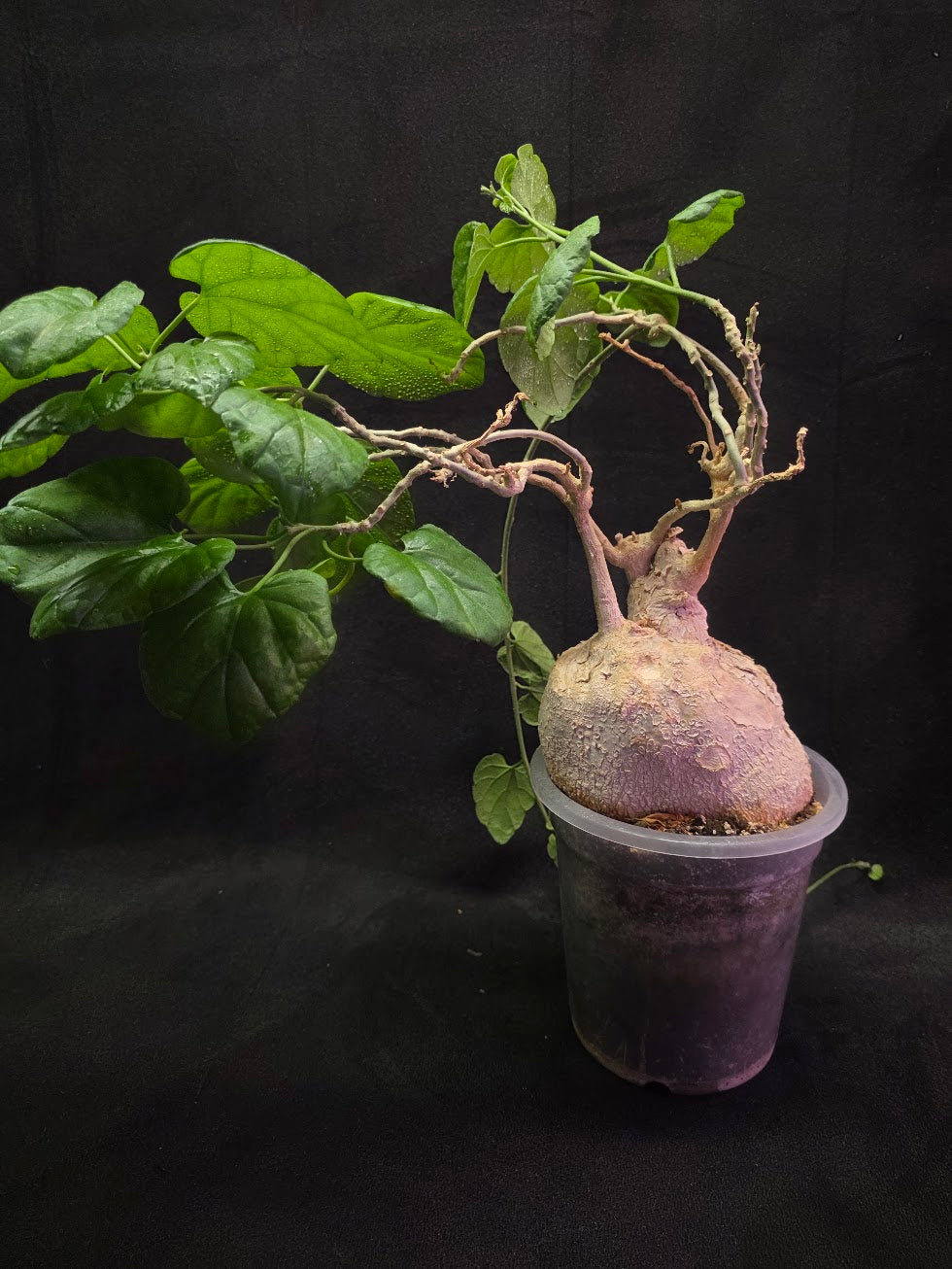Pyrenacantha Malvifolia #01