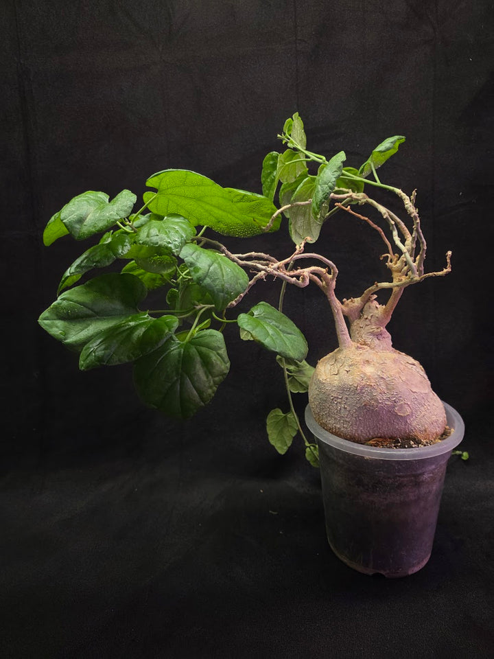 Pyrenacantha Malvifolia #01