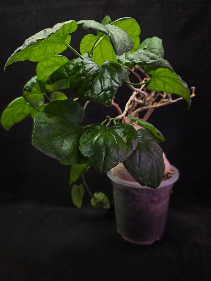 Pyrenacantha Malvifolia #01