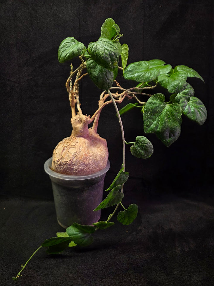 Pyrenacantha Malvifolia #01